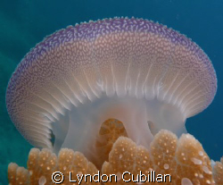 Jelly Dome - inspiration for the next olympic stadium? by Lyndon Cubillan 